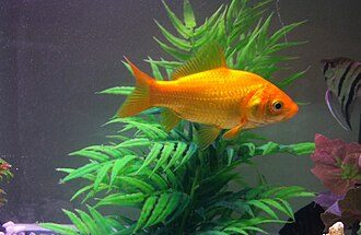 Goldfish (1998, Image)